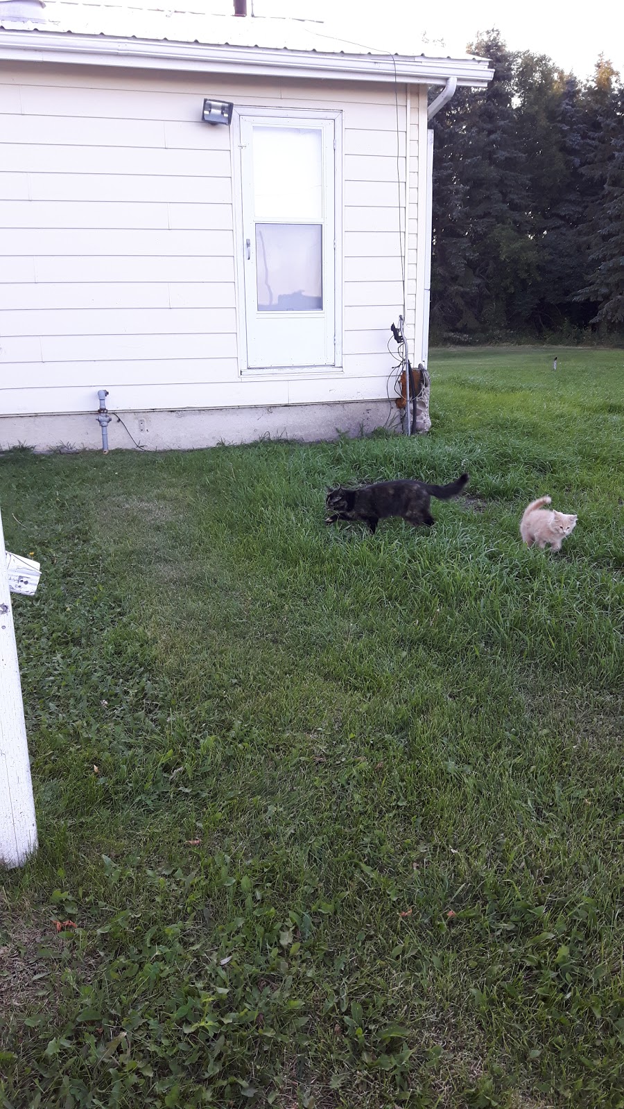 Wetaskiwin Lions Campground | Hwy 13 East, Wetaskiwin, AB T9A 2E9, Canada | Phone: (780) 352-7258