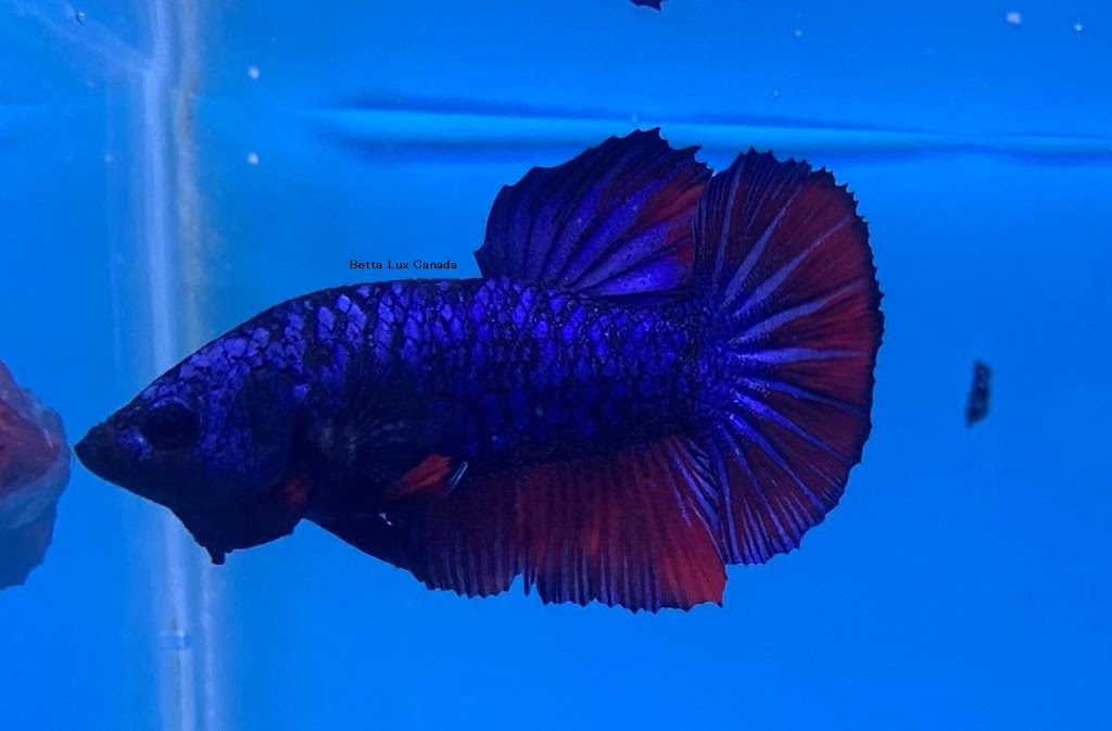 Betta Lux Canada | 536 Third St Unit 12, London, ON N5V 4R5, Canada | Phone: (226) 700-0224