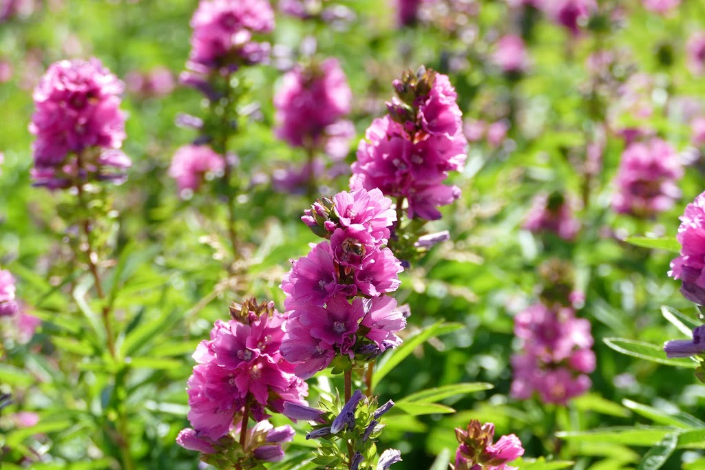 Satinflower Nurseries | 741 Haliburton Rd, Victoria, BC V8Y 1H7, Canada | Phone: (778) 679-3459