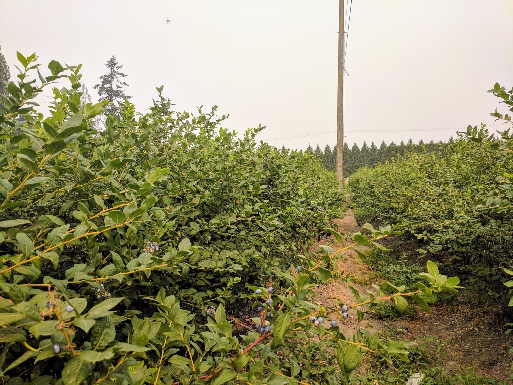 Twin berry - NRK Sahota Blueberry Farms Ltd | 19478 Old Dewdney Trunk Rd, Pitt Meadows, BC V3Y 2S1, Canada | Phone: (778) 658-0406