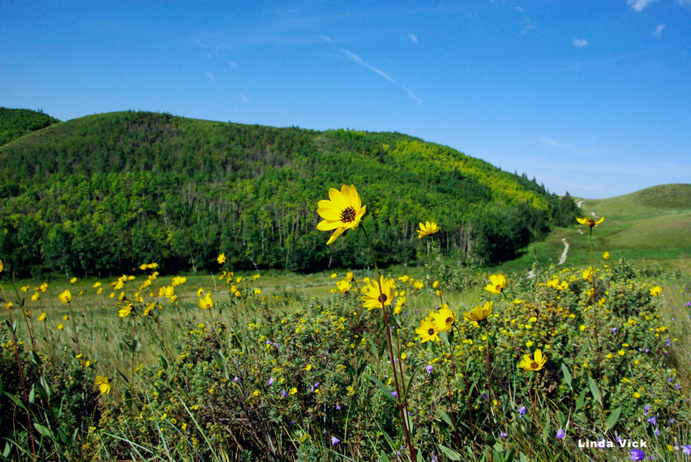 Glenbow Ranch Park Foundation | 255001 Glenbow Rd, Cochrane, AB T4C 0B7, Canada | Phone: (403) 851-9053