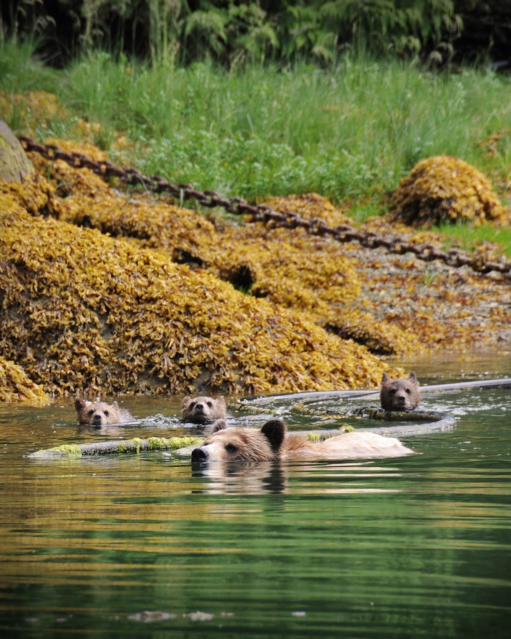 Knight Inlet Grizzly Bear viewing | The Coastal Waters of Southeast Alaska and, Mount Waddington A, BC, Canada | Phone: (250) 337-1953