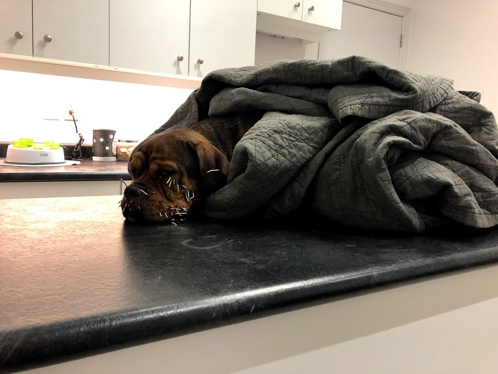 Cobblestone Animal Hospital | 1084 Rest Acres Rd #1, Paris, ON N3L 0B5, Canada | Phone: (519) 442-3286