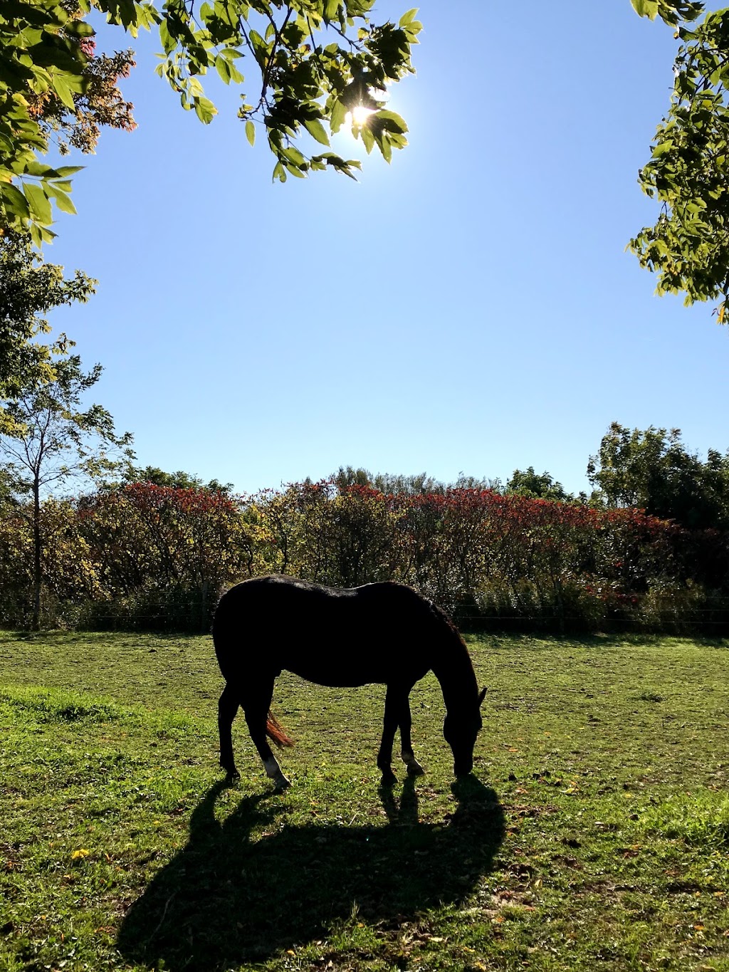 Vanwell Stables | 112 Big Creek Rd, Caledonia, ON N3W 2G9, Canada | Phone: (519) 802-5365