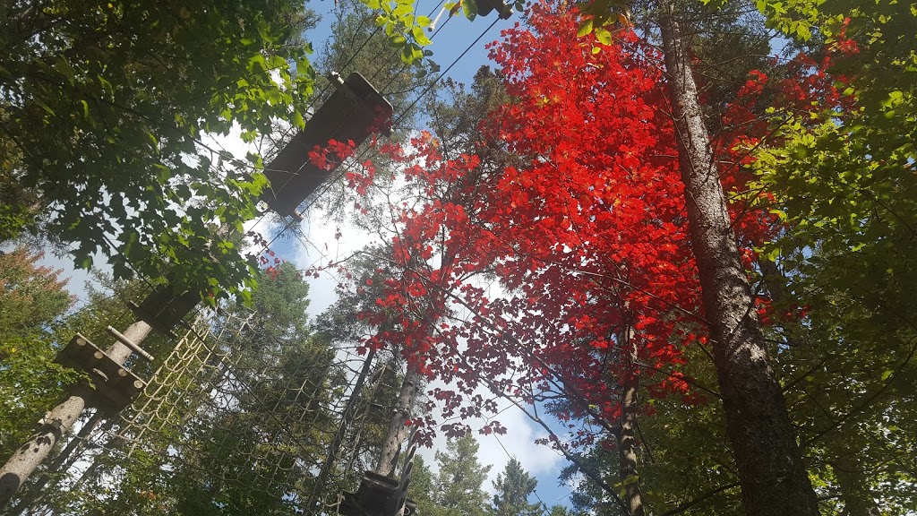 DArbre en Arbre | 435 Chemin Ernest-Martin, Marston, QC G0Y 1G0, Canada | Phone: (819) 583-3965