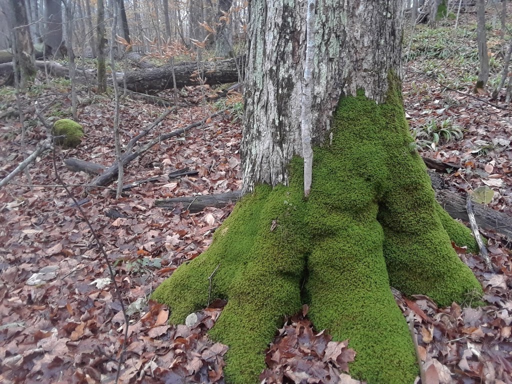 Kinghurst Nature Reserve | 175195 Concession Rd 6, Elmwood, ON N0G 1S0, Canada | Phone: (800) 440-2366