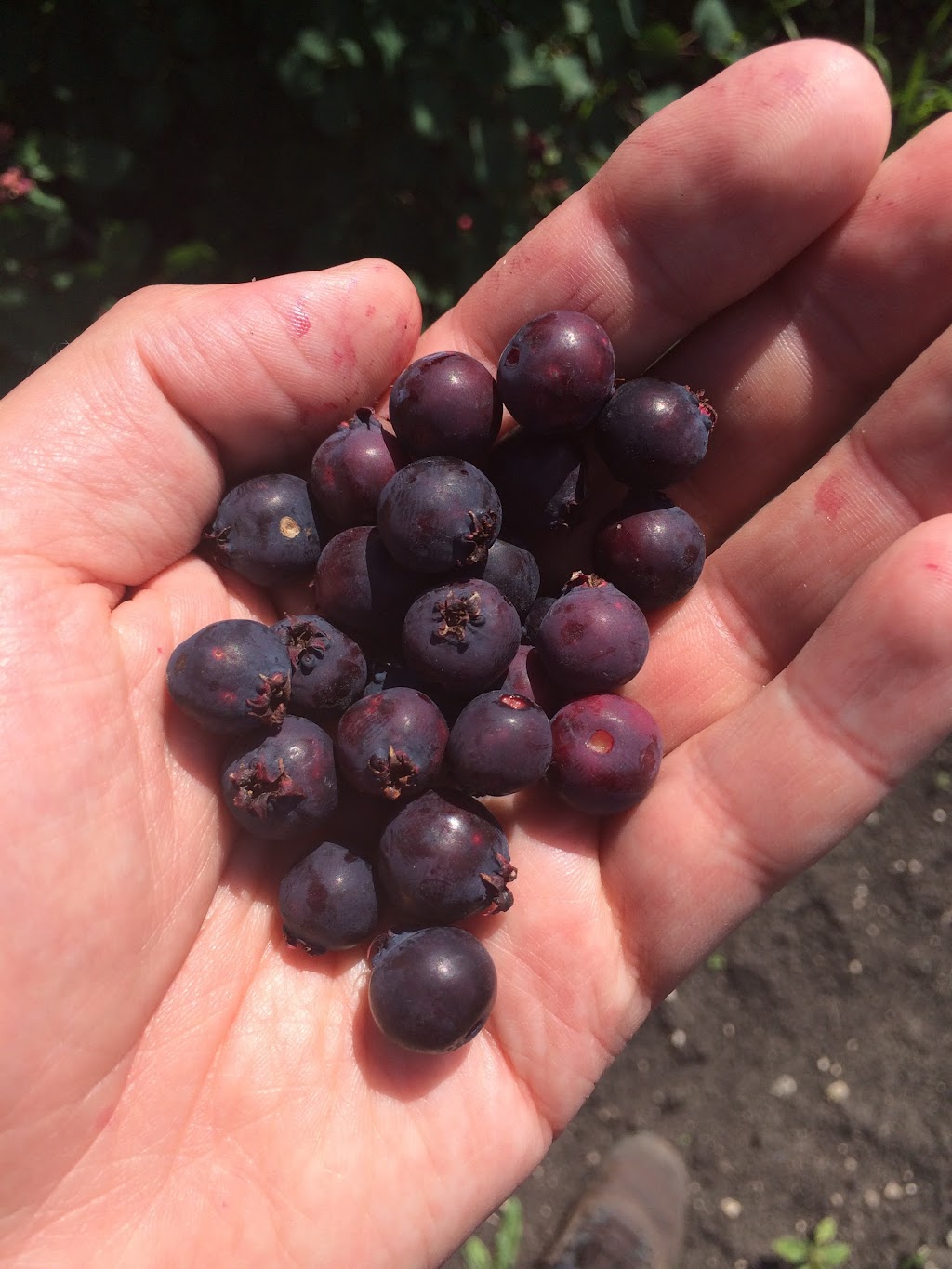 Purple Berry Orchard | Perimeter Hwy, Manitoba R0H 1E0, Canada | Phone: (204) 461-2623