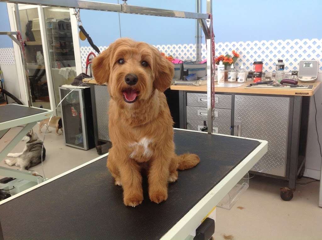 The Pawsh Dog Inc. | 1546 Regent Ave W, Winnipeg, MB R2C 3B4, Canada | Phone: (204) 813-7851