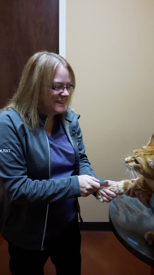 Hillcrest Animal Hospital | 17532 Hwy 2 West, Trenton, ON K8V 5P7, Canada | Phone: (613) 394-4811