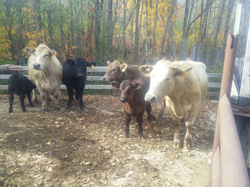 EIEIO Farm | 503 Cornwall Rd, Mahone Bay, NS B0J 2E0, Canada | Phone: (902) 624-9636