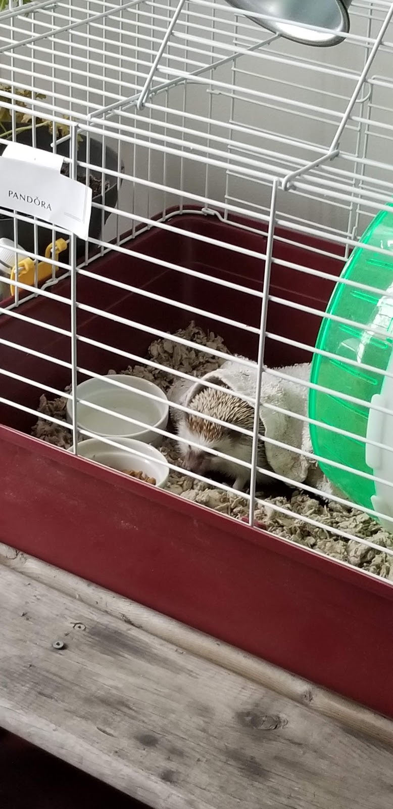 VCA Canada Riverbend Veterinary Hospital | 5611 Riverbend Rd NW, Edmonton, AB T6H 5K4, Canada | Phone: (780) 437-0039