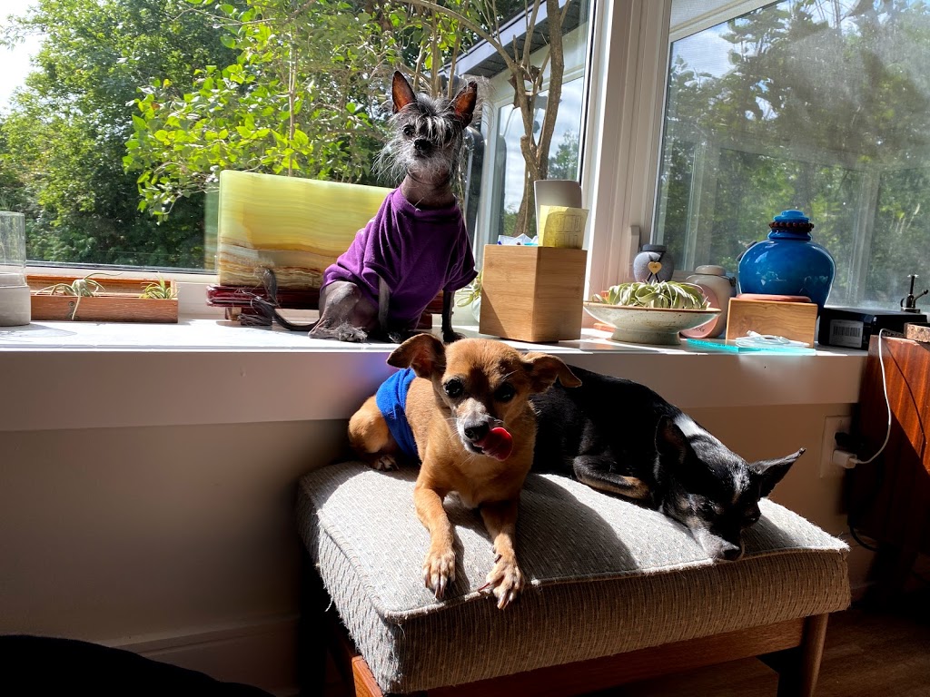 Dogs Life Sanctuary | 6233 14 Line, Alliston, ON L9R 1V4, Canada | Phone: (905) 334-2469