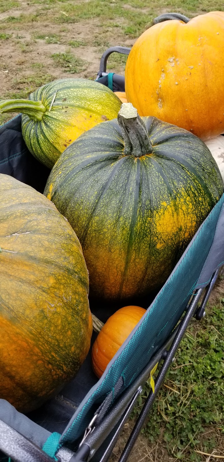 Somerset Pumpkin Farms | 1423 Township Rd 514, Parkland County, AB T7Y 2P5, Canada | Phone: (780) 983-5664