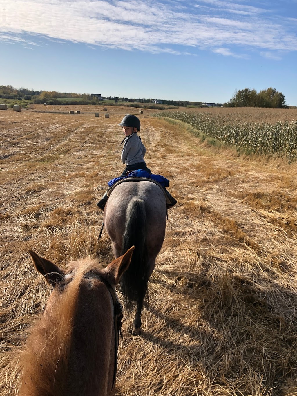 3 Painted Ponies | 19-27208, Township Rd 534, Spruce Grove, AB T7X 3N2, Canada | Phone: (780) 267-6199