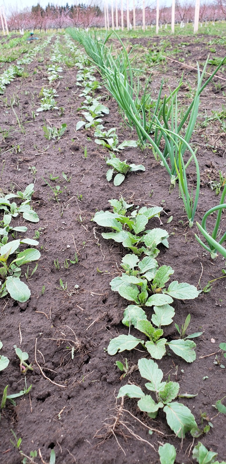 Ritas veggies farm | 4823 Thirty Rd N, Beamsville, ON L0R 1B3, Canada | Phone: (905) 587-0200