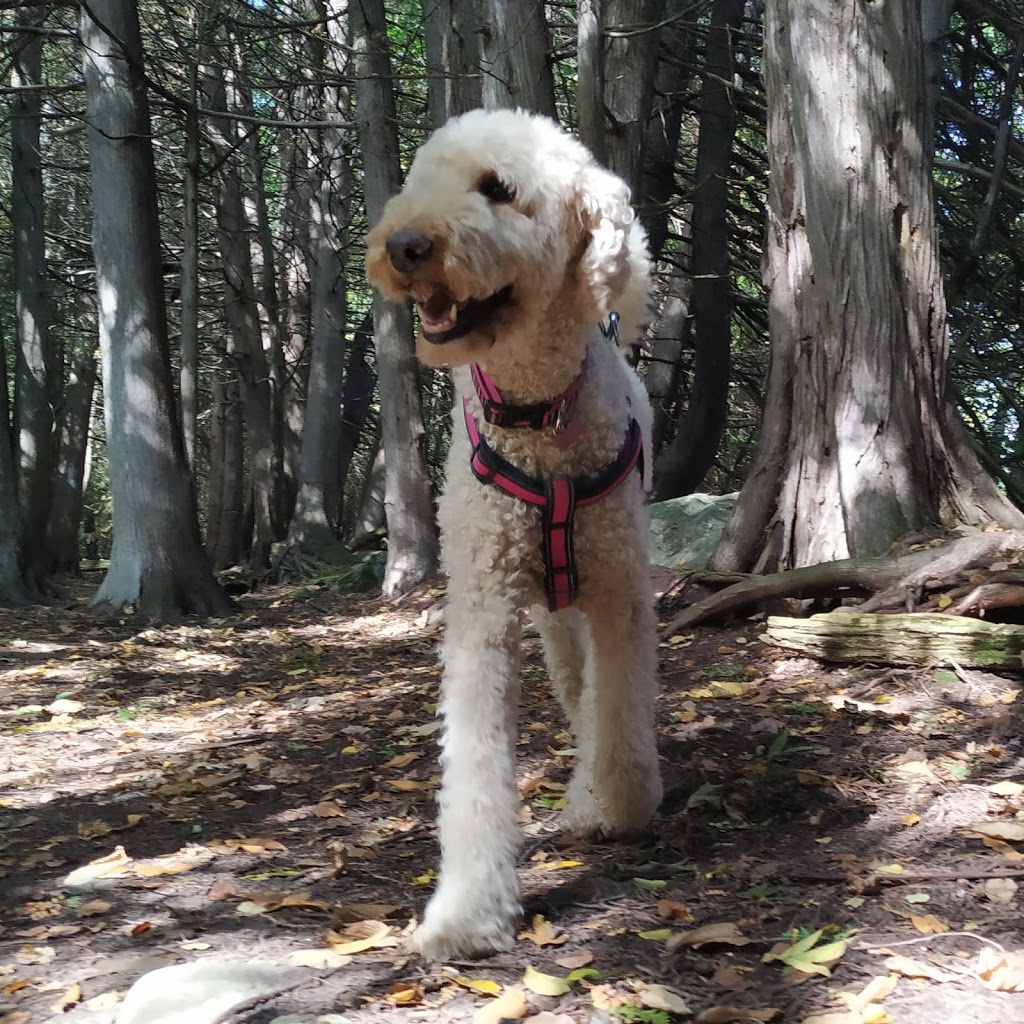 Kanata Dog Sitter & Walker | 243 Tandalee Crescent, Kanata, ON K2M 0A1, Canada | Phone: (613) 663-5702