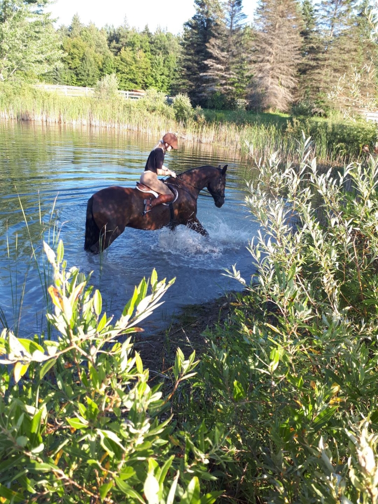 SWEETGRASS EQUESTRIAN | 13510 Fifth Line Nassagaweya, Rockwood, ON N0B 2K0, Canada | Phone: (289) 971-8778