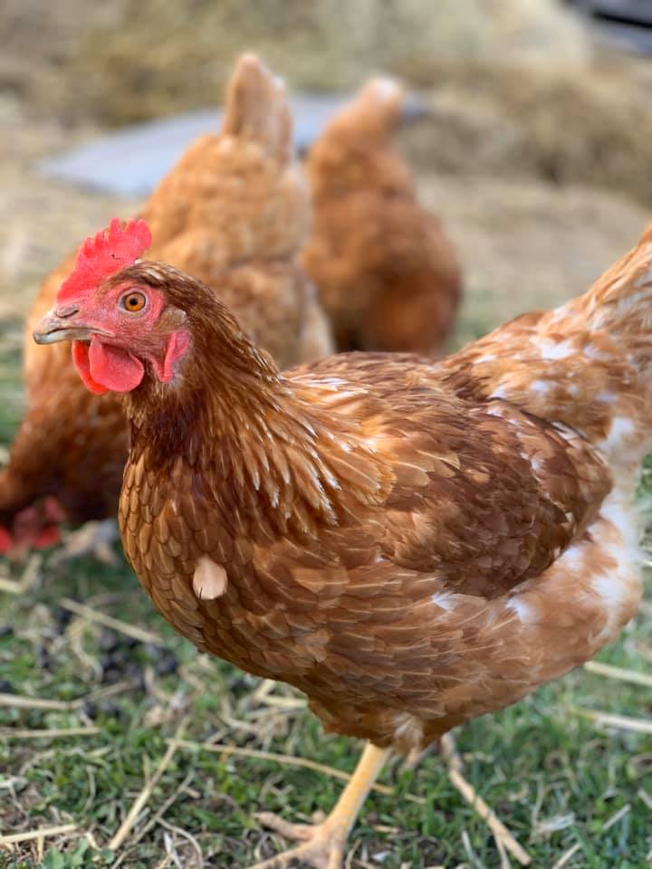 Kavanaugh Farms | 4533 Old Scugog Rd, Bowmanville, ON L1C 6T4, Canada | Phone: (289) 356-1029