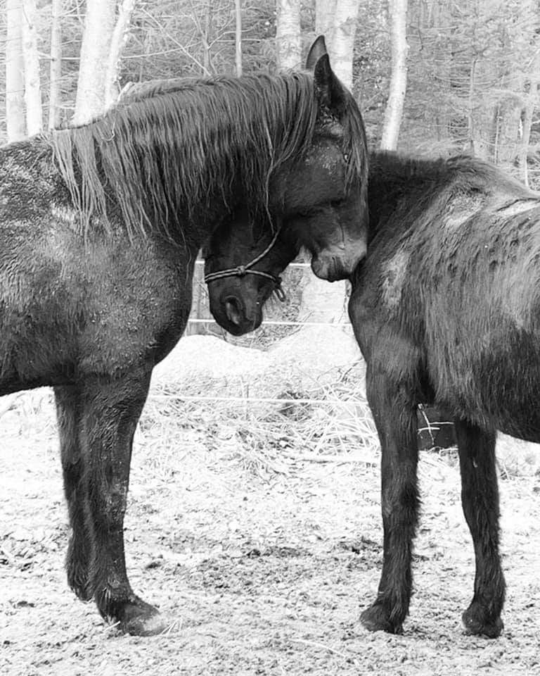 Integritys Haven Equine (Animal) Rescue Centre | 275 NS-12, Chester Basin, NS B0J 1K0, Canada | Phone: (902) 471-6121