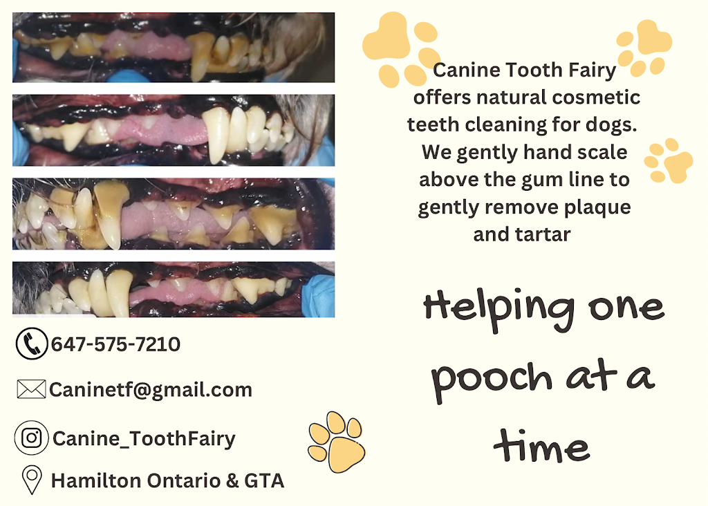 Canine Tooth Fairy | 499 Upper Gage Ave, Hamilton, ON L8V 4J4, Canada | Phone: (647) 575-7210