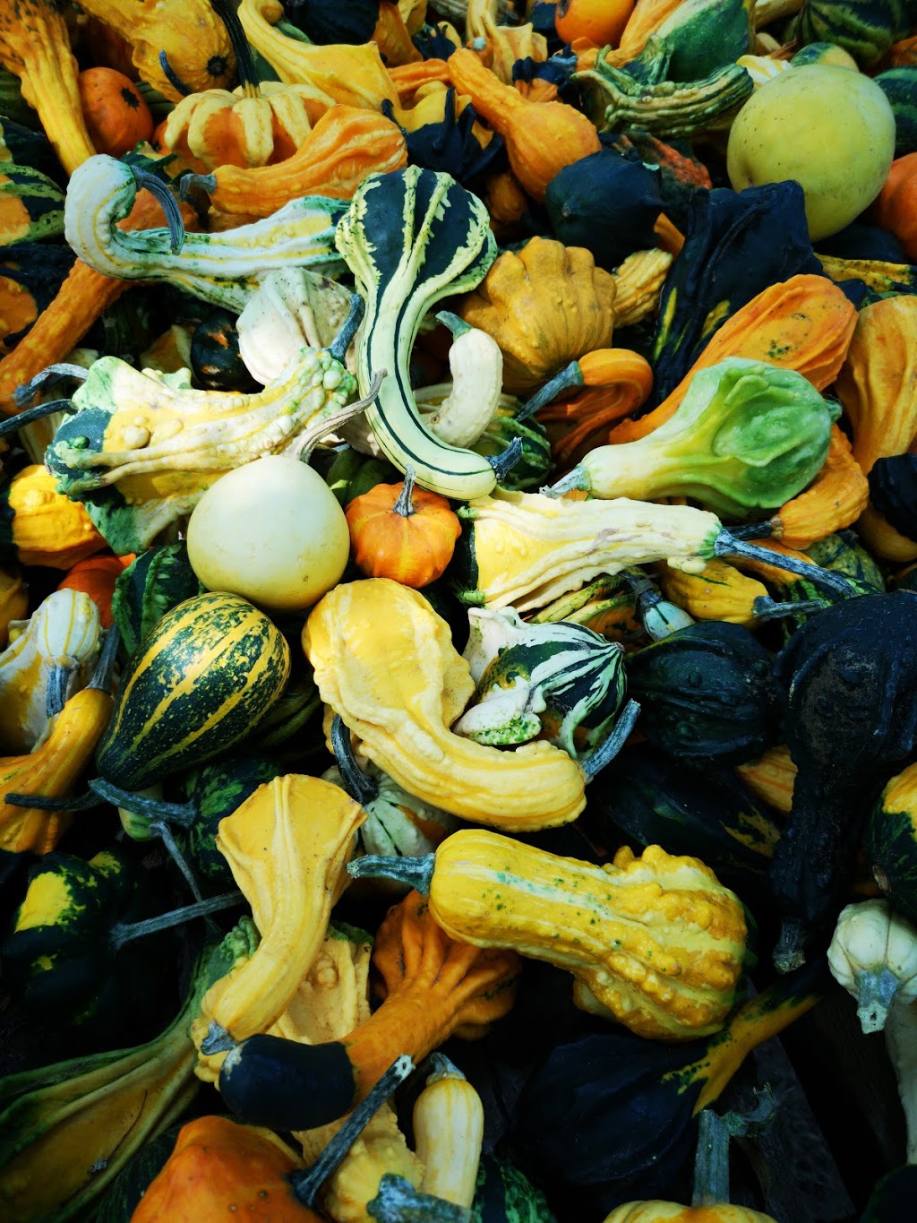 Fall Harvest Farm | 1011 Gerber Rd, St. Agatha, ON N0B 2L0, Canada | Phone: (226) 791-7601