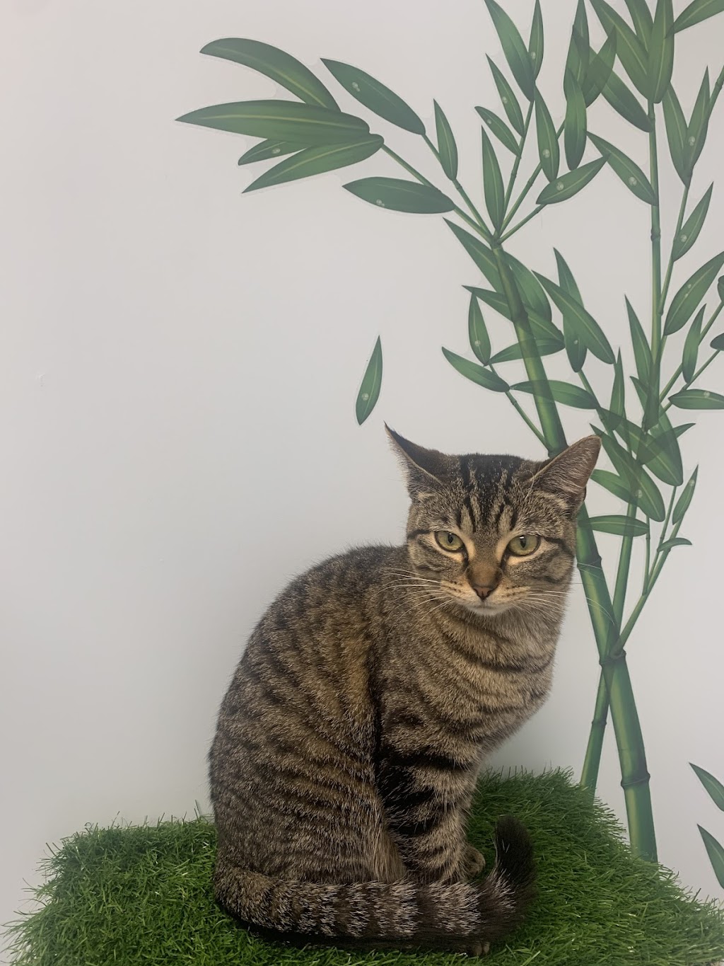 Ambleside Veterinary Hospital | 16412 Ellerslie Rd SW, Edmonton, AB T6W 4S8, Canada | Phone: (780) 433-0300