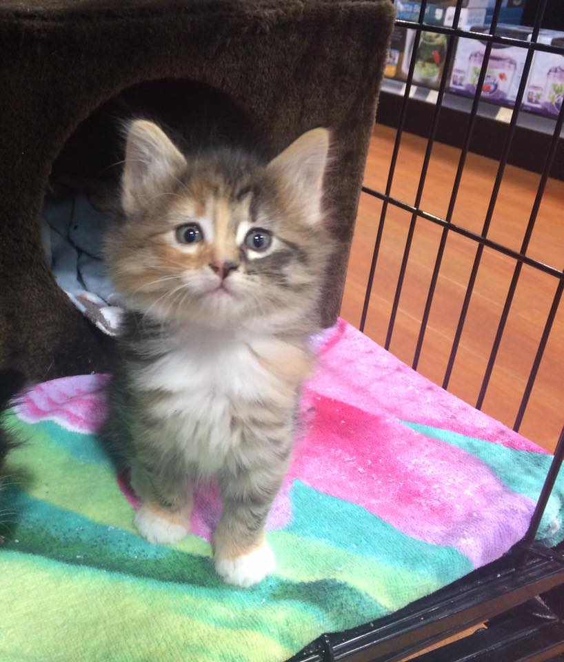 Bosleys by Pet Valu | 2306 BC-6 #210, Vernon, BC V1T 7E3, Canada | Phone: (250) 558-0566
