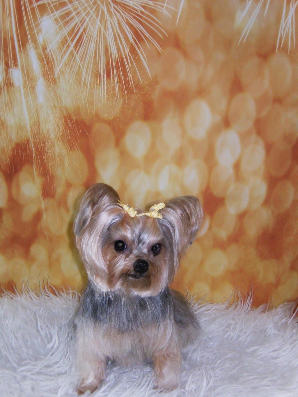 WeeBreed Dog Grooming | 9 McLeod Road Northwest As 9 McLeod Place Grey Townhouses McLeod Place, 53 St NW, Edmonton, AB T5A 3A8, Canada | Phone: (780) 473-6591