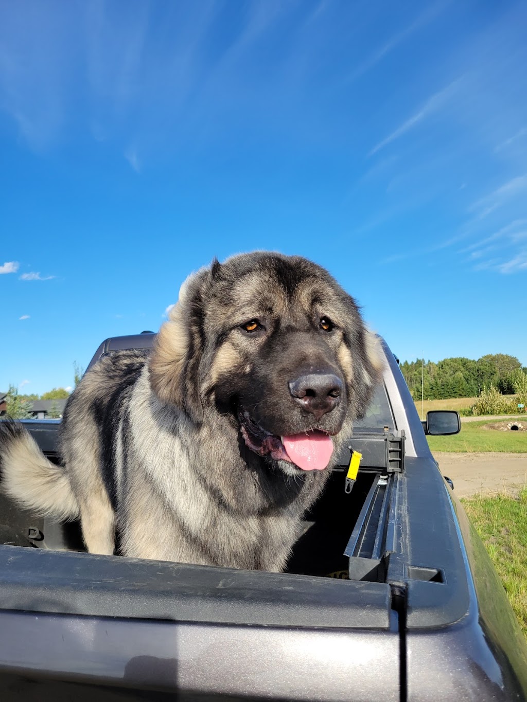 Bowser & Co Dog Groomers | 16625 83 Ave NW, Edmonton, AB T5R 3V8, Canada | Phone: (780) 483-2507