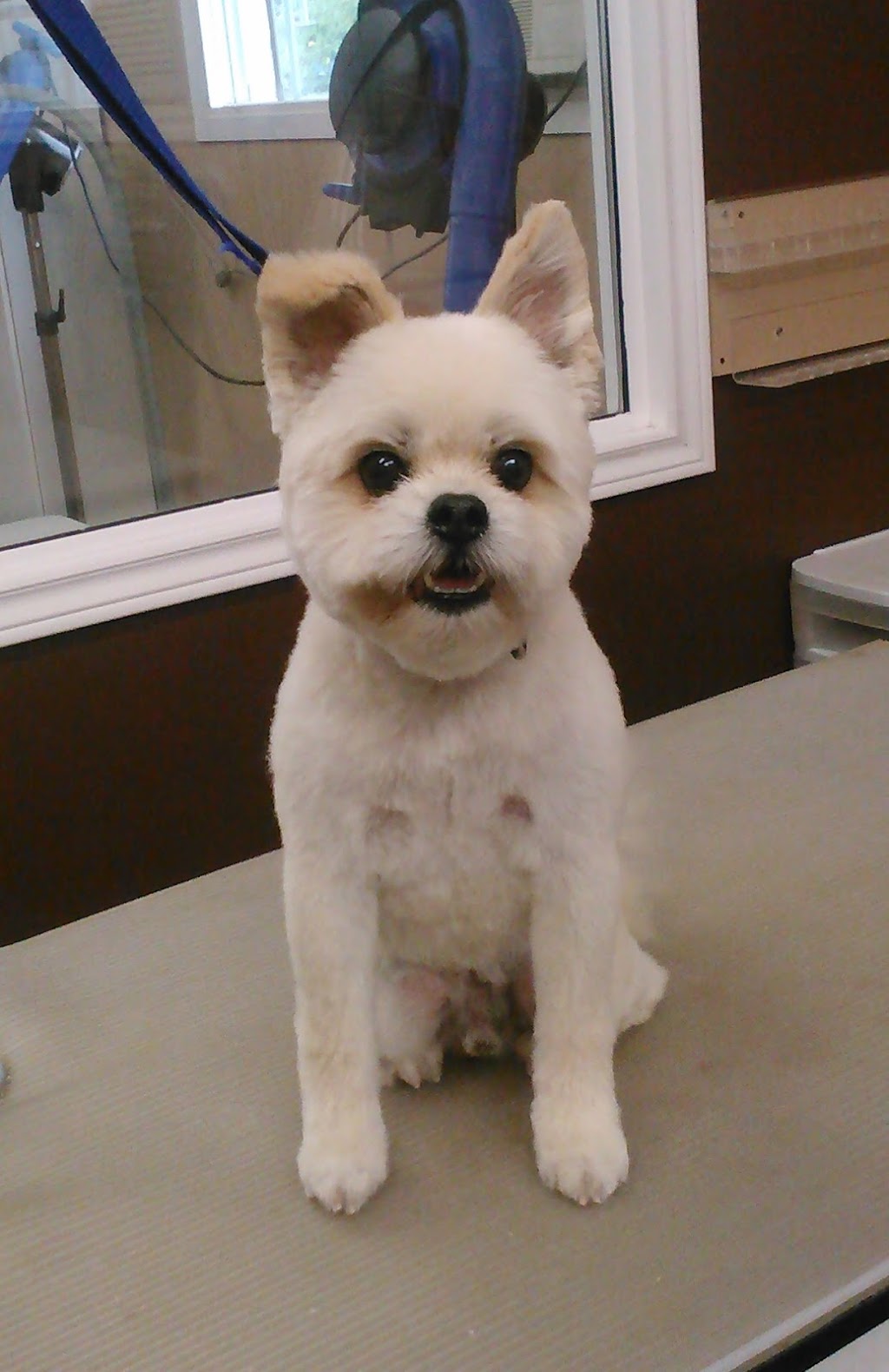 Hair Off The Dog | 22 Shawn Ct, Riverview, NB E1B 3R4, Canada | Phone: (506) 384-3646