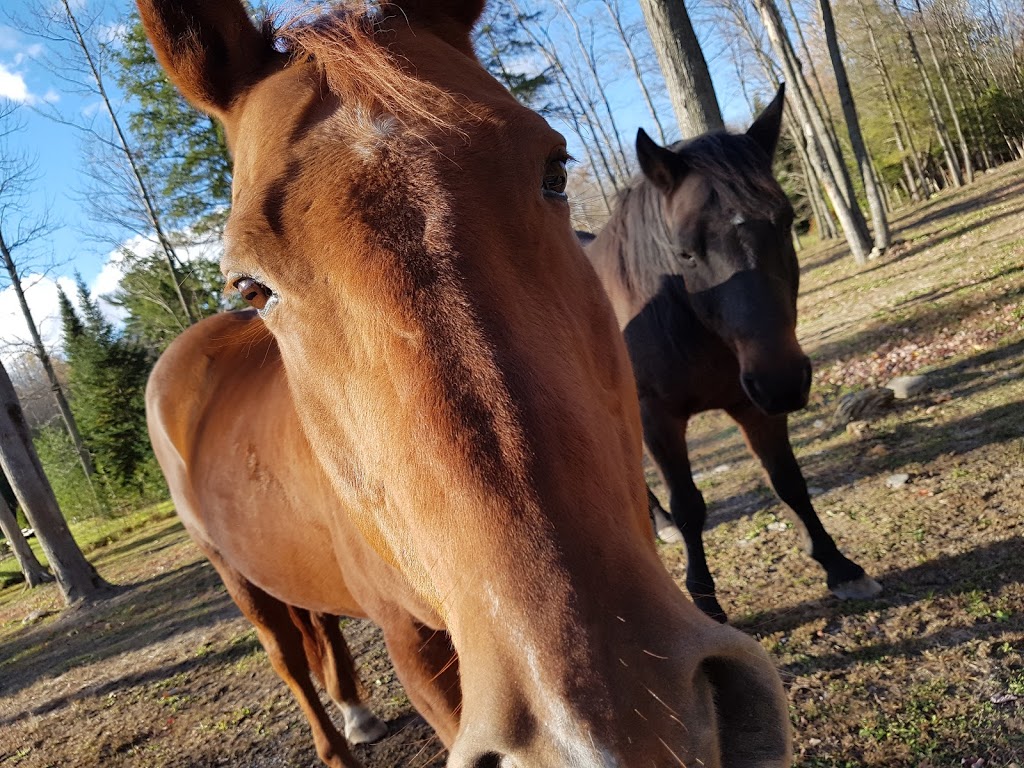 Lîlot des FHFL | 3595 Chemin Ste Angélique, Saint-Lazare, QC J7T 2M9, Canada