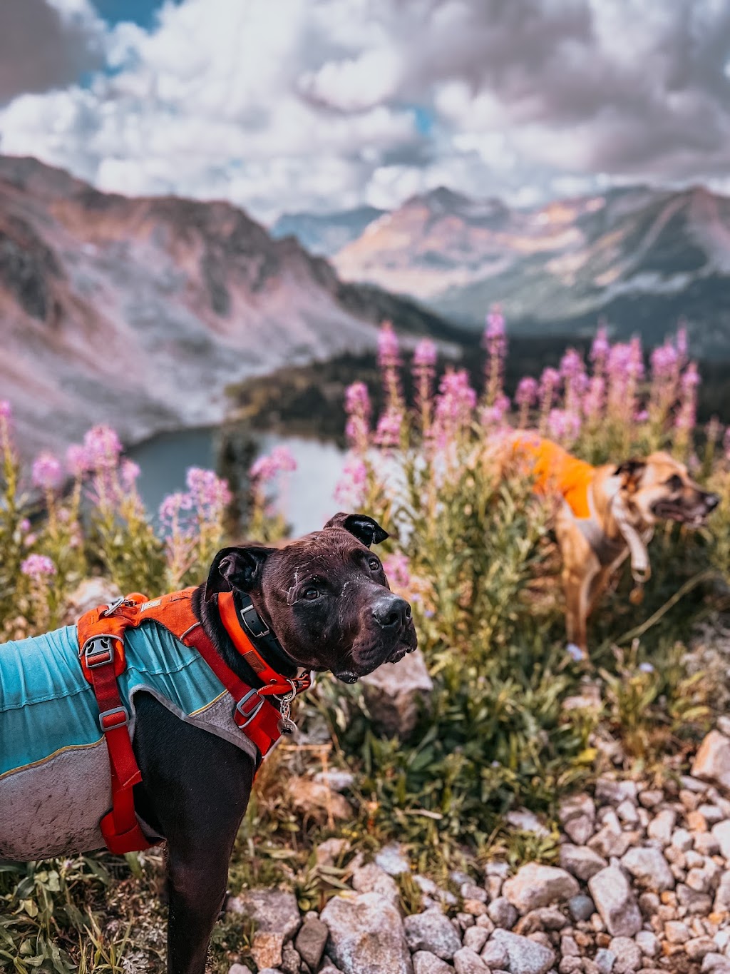 Fir and Bark | 38902 Bowen Ave #4, Squamish, BC V8B 0E8, Canada | Phone: (902) 441-9897