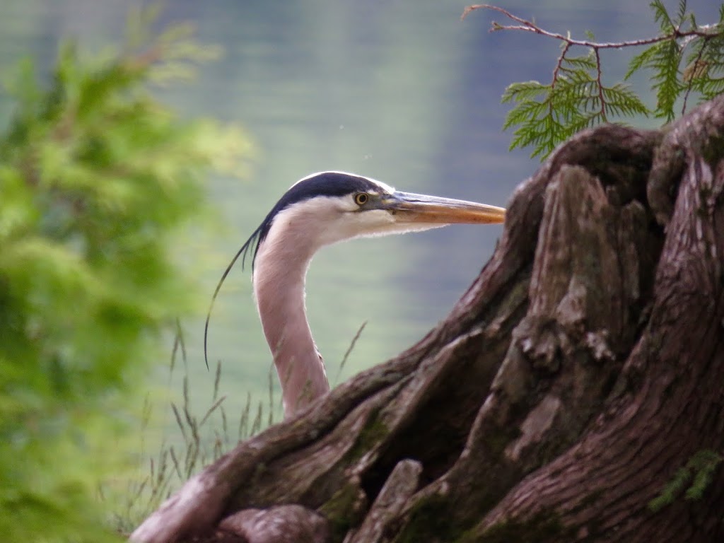 Eastern Ontario Birding | 88 Stradwick Ave, Nepean, ON K2J 2Y9, Canada | Phone: (613) 558-6821