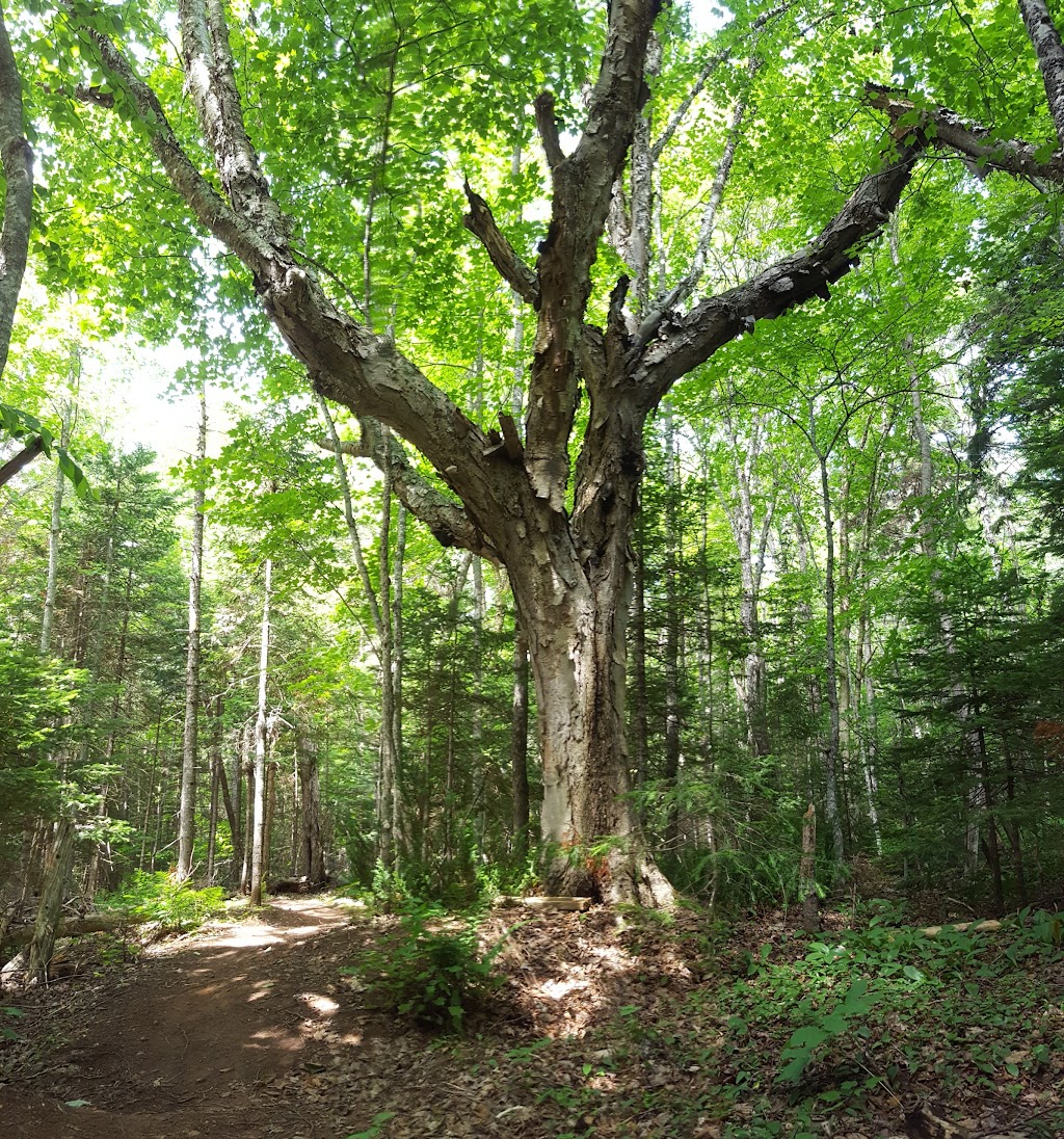 Bonshaw Hills Provincial Park | 29 Green Rd, Bonshaw, PE C0A 1C0, Canada | Phone: (902) 859-8790