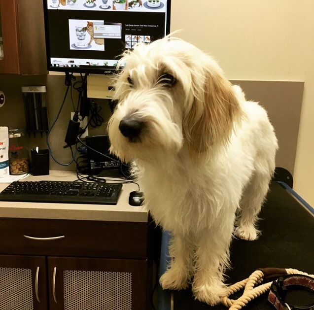Oakpark Pet Hospital | 370 Dundas St E C1, Oakville, ON L6H 6Z9, Canada | Phone: (905) 257-7387