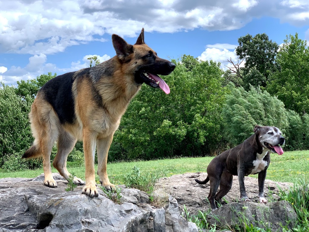 DogFather DayCare | 73 Charleswood Cres, Hannon, ON L0R 1P0, Canada | Phone: (905) 928-3416