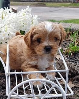 Main West Animal Hospital | 1 Broadway, Welland, ON L3C 5L2, Canada | Phone: (905) 735-7877