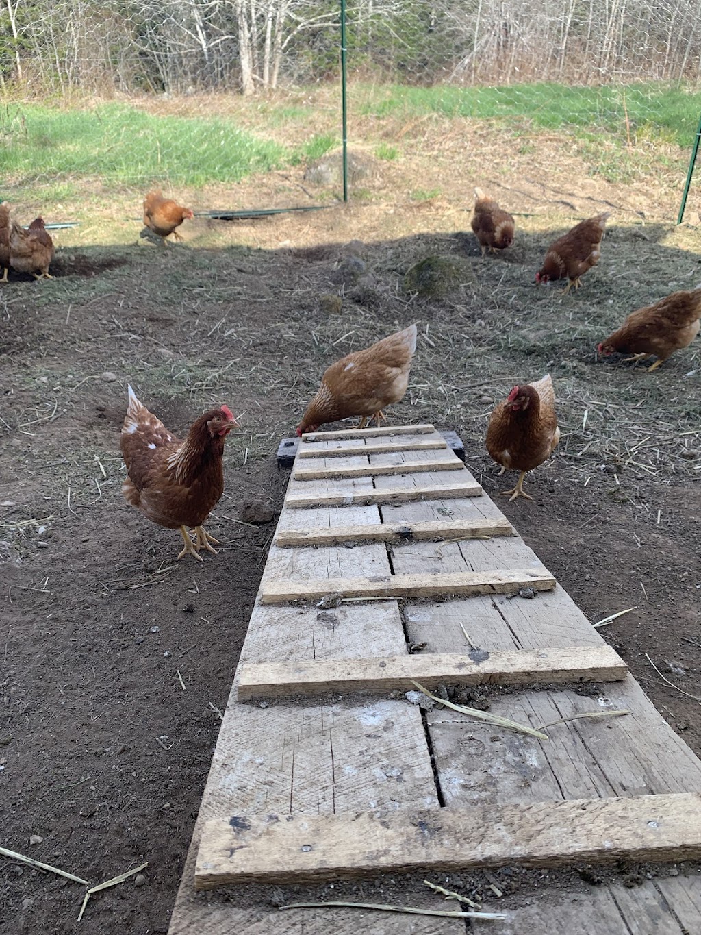 Blue Bike Farm | 5058 NS-12, New Ross, NS B0J 2M0, Canada | Phone: (902) 689-2555