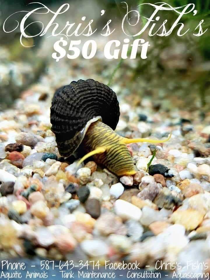 Chriss Fishs (appointments only please call) | 10423 172 Ave NW, Edmonton, AB T5X 4X4, Canada | Phone: (587) 643-3474