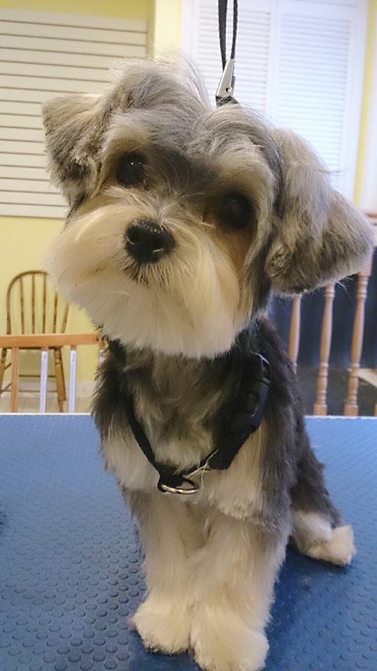 Mini Mutts Pet Grooming | 348 Holden Rd, Roblin, ON K0K 2W0, Canada | Phone: (613) 601-7833