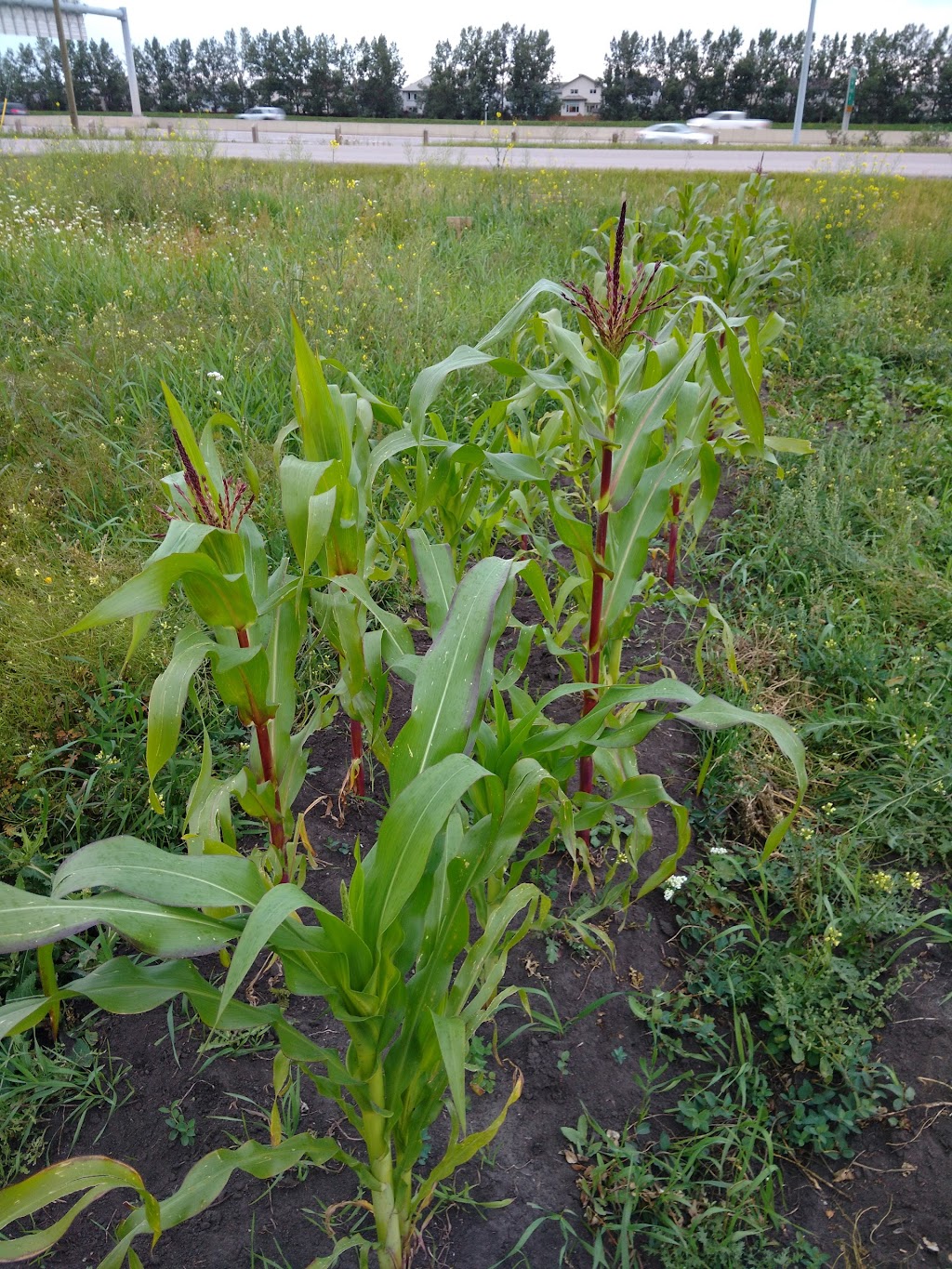 Grow Calgary Farm | Range Rd 293A, Alberta T0M 0E0, Canada | Phone: (403) 383-3420