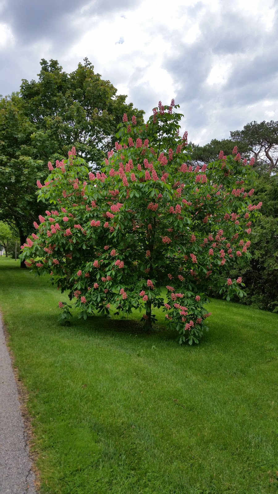 Peace Garden | 226 Thames Ave, St. Marys, ON N4X, Canada