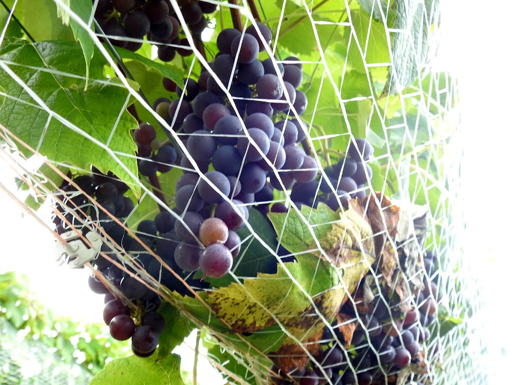 Annapolis Highland Vineyards | 2635 Clementsvale Road, Bear River, NS B0S 1B0, Canada | Phone: (902) 467-0363