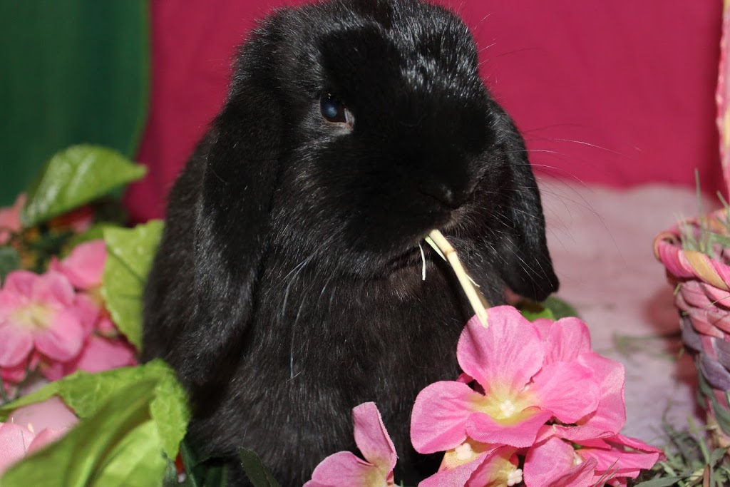 Lynwood Animal Hospital | 30 Stafford Rd #107, Nepean, ON K2H 8W1, Canada | Phone: (613) 820-0443