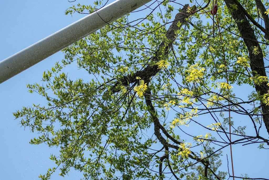 McFarlan Tree Care Inc. | 572 Huron Dr, Burlington, ON L7T 3V5, Canada | Phone: (905) 516-4453