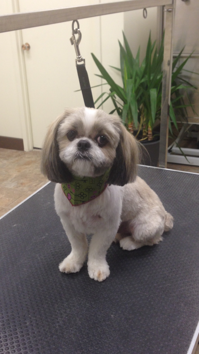 Le Coin Du Chien - Toilettage | 7250 Boulevard Taschereau, Brossard, QC J4W 1M9, Canada | Phone: (450) 486-7200