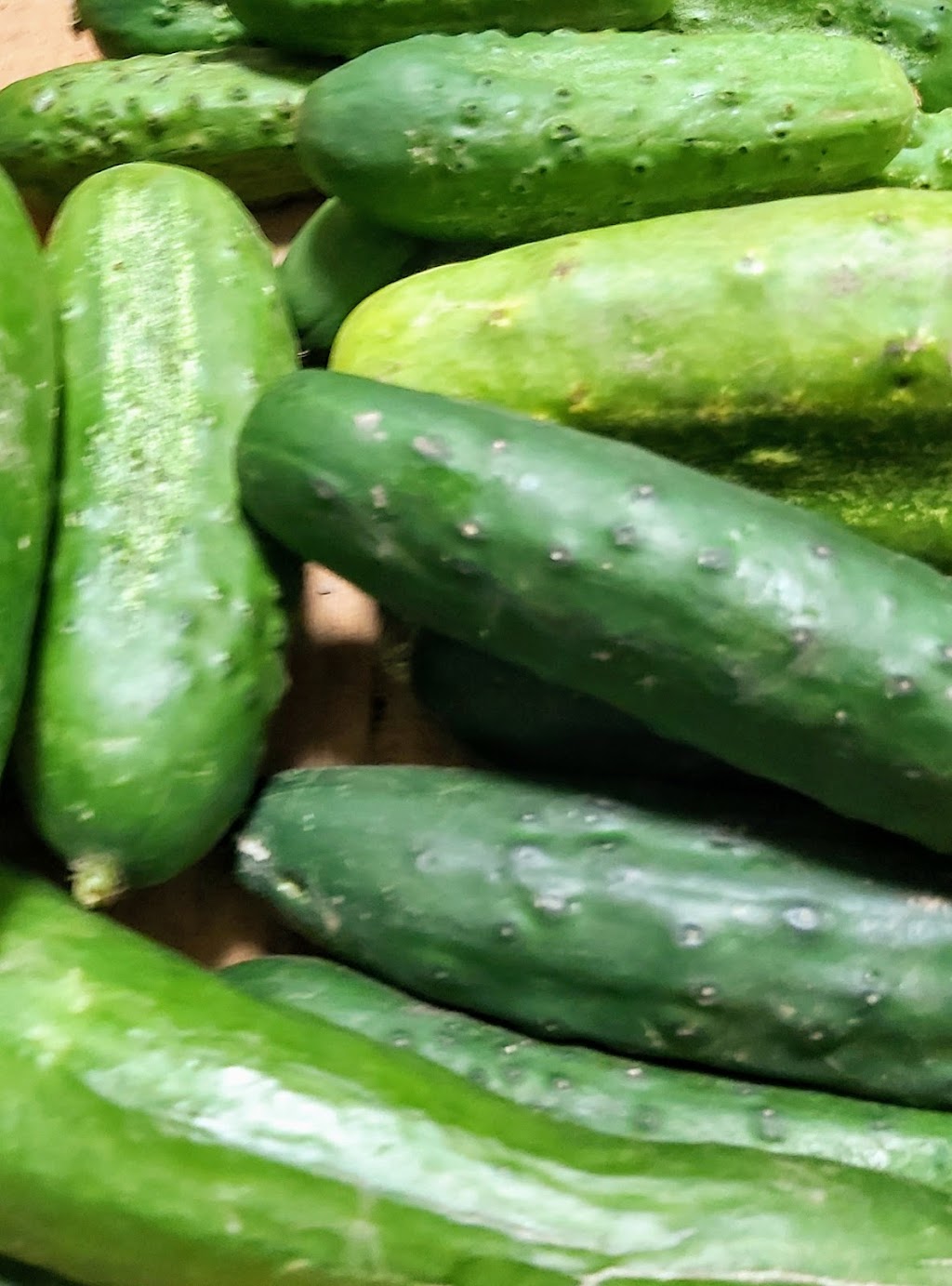 Fruits N Roots Farm | 21 Maple Ln, Newport, NS B0N 2A0, Canada | Phone: (902) 306-7529