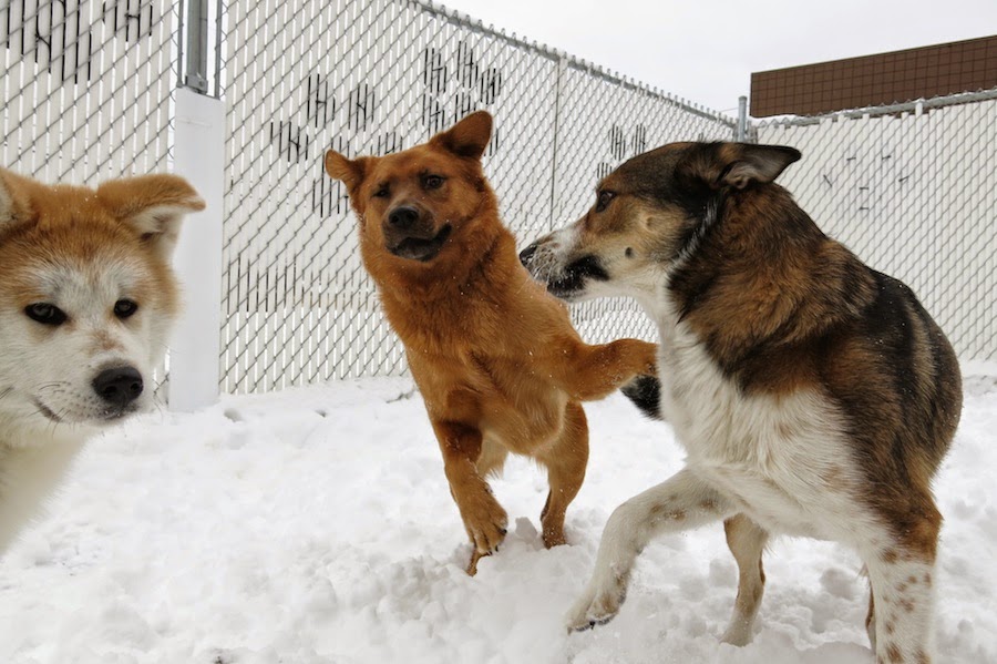 Back in the Pack Dog Daycare | 3131 68 St NW, Calgary, AB T3B 2J4, Canada | Phone: (403) 453-0913