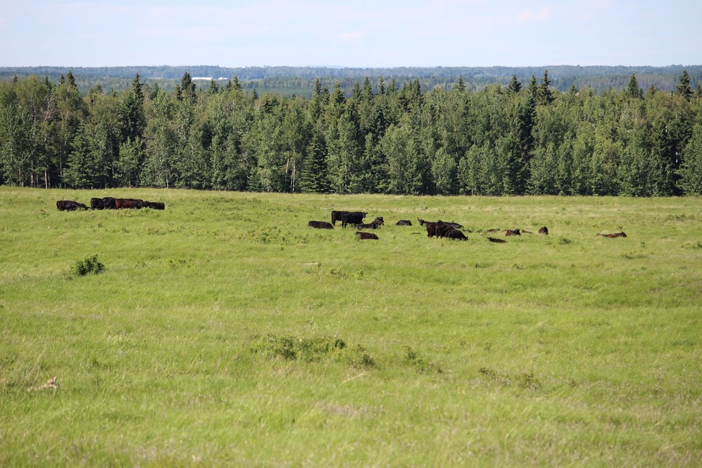 Robertson West Livestock | Alberta 54, Clearwater County, AB T0M 1W0, Canada | Phone: (403) 392-2535