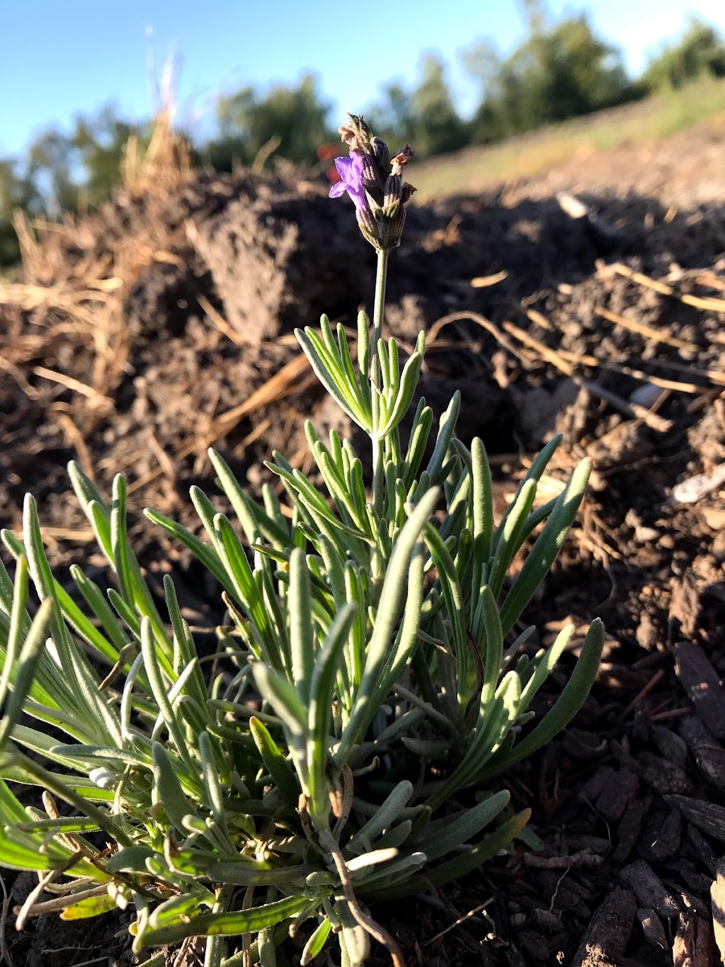 Ridgeway Lavender | 3359 Third Concession Rd, Port Colborne, ON L3K 5V5, Canada | Phone: (289) 969-1717